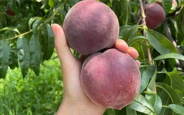 “黑桃皇后” 桃子界的新顶流