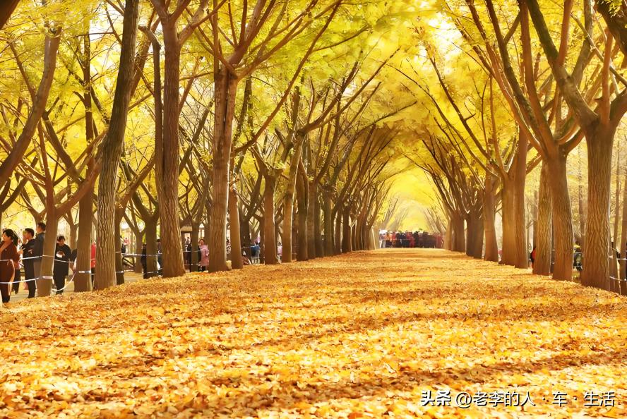 邳州银杏时光隧道_邳州娱乐圈演员_邳州市旅游景点