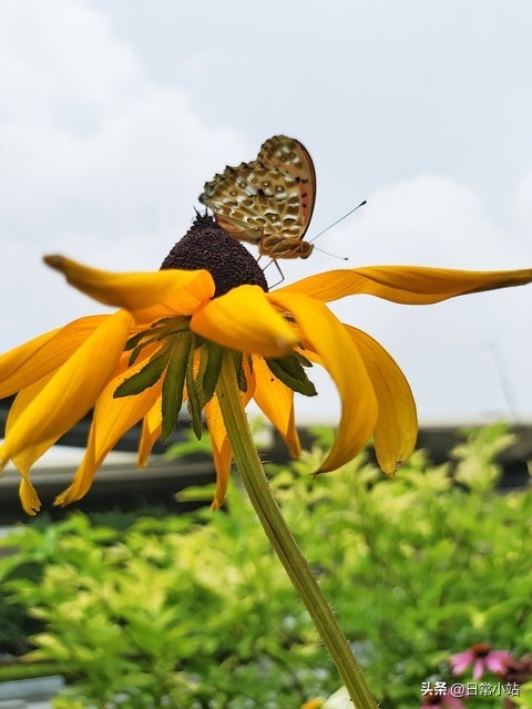 75岁独居生活_女明星晚年孤独_晚年重获新生